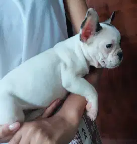 French bulldog cewek