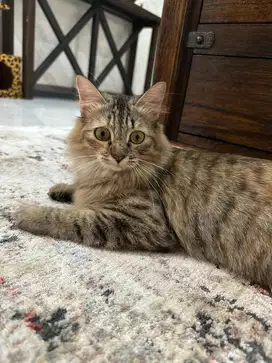 Di Jual Kucing Main Coon
