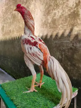 Ayam jago plucker