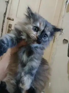 Kitten 2,5 bln betina warna exotic persia mix flatnose