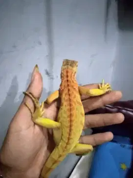 Iguana baby up size 40