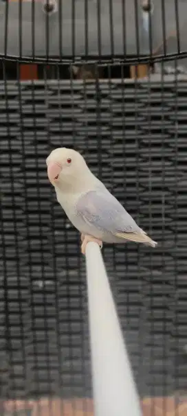 LoveBird Biola PF violet