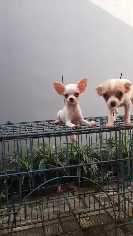 Anak anjing cihuahua 4 bulan