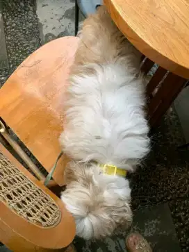 Shitzhu jantan kumplit