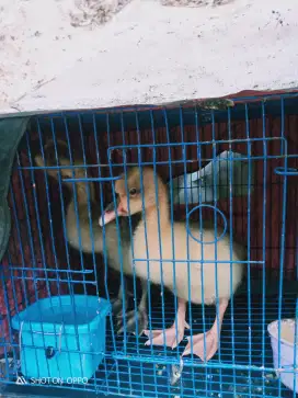 Dijual anak angsa soang sepasang usia 1 bulan