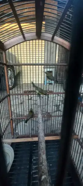 Burung bahan buat lapangan dan rumahan