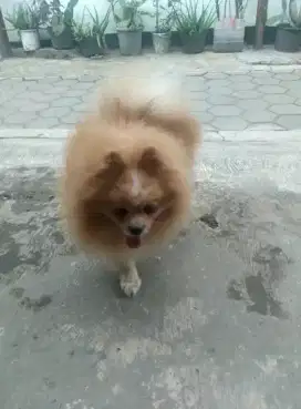 Super minipom/pomerian