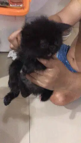 OPEN ADOPTS BSH mix EXO fullblack