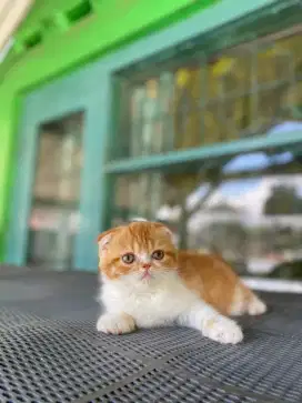 Scottish triple fold betina