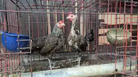 Ayam Ketawa Betina