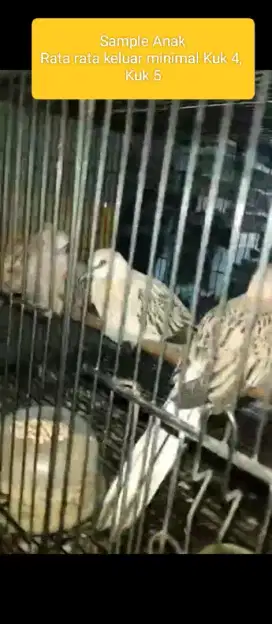 Tekukur Leopard Garansi Minimal kuk 3