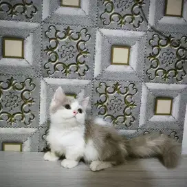 Kucing Munchkin mix bsh kitten