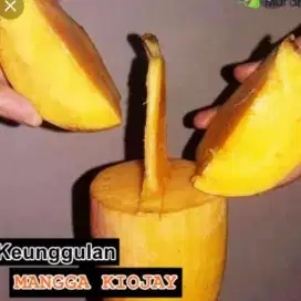 Jual Bibit Pohon Mangga NAMDOKMAY/Thailand Madu Jumbo Hrga Mrah Skali