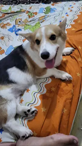 Anjing Corgi 1 Tahun