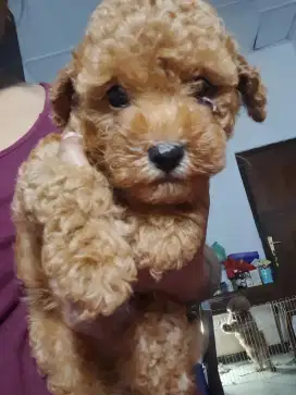 Dijual Anak Anjing  Poodle Puppies lucu jakarta