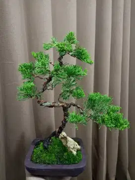 Bonsai cemara sinensis