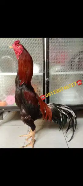 Ayam Bangkok klasik main ngalung kontrol