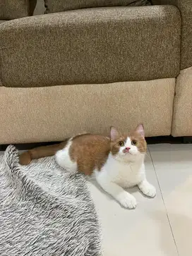 British shorthair