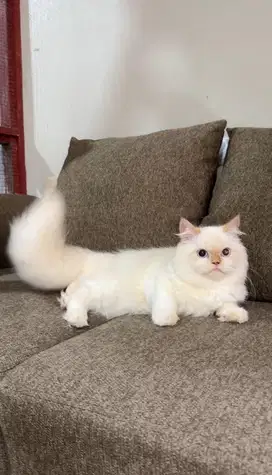Ragdoll jantan flame point
