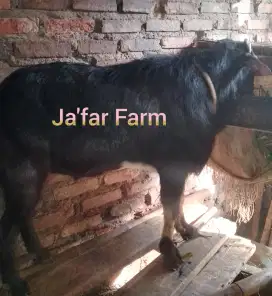 Kambing Jawa Randu Campuran.