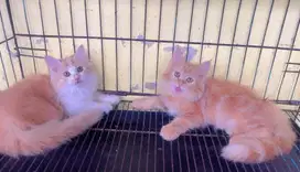Kucing ras persia jantan 3 bln