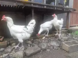 Ayam pelung betina