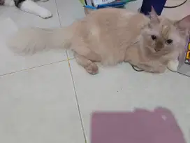 Kucing Campuran Persia dan Main Coon