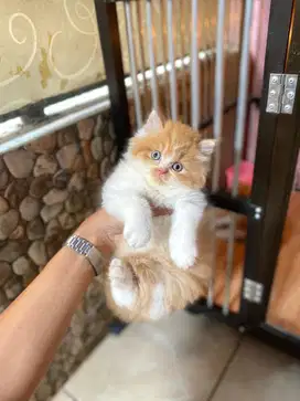 oyen bar bar gemoy