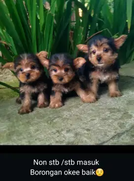 Yorkshire Jantan puppy