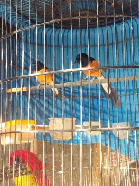 Burung murai sepasang
