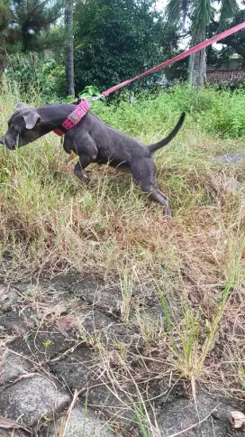 pitbull mix bully