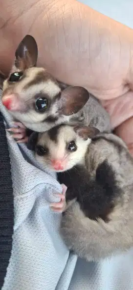 Sugar Glider white face Betina