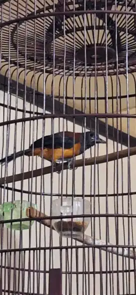 Burung PITHOHUY (cucak rawa papua)