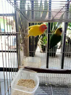 Burung Lovebird spsang