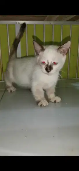 Kucing munchkin standar betina