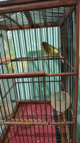 Burung Kenari Bon