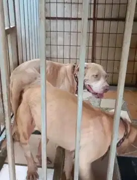 Anjing Pitbull  siap beranak