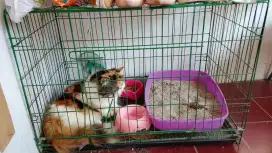 Kucing peaknose betina plus kandang