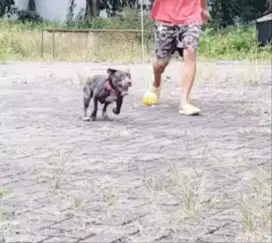 pitbull mix bully