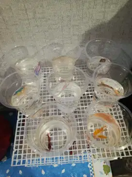 Jual cepat cupang hias
