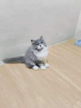 Kitten Persia betina