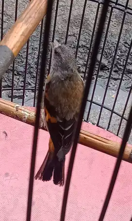 Red siskin betina siapan