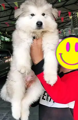 Malamute puppy bigsize