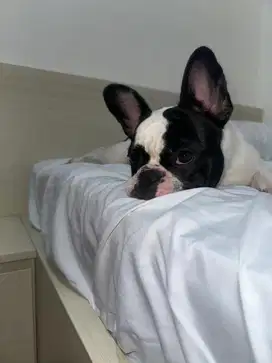 Open adopt french bulldog