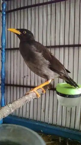 Jalak kebo+sangkar