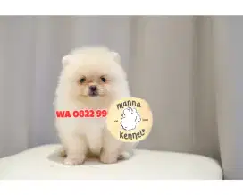 ANJING MINIPOM JANTAN