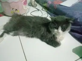 Kucing peliharaan