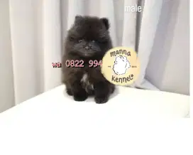PUPPIES MINIPOM HITAM JANTAN