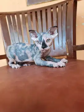 Kucing sphynx levkoy betina kitten