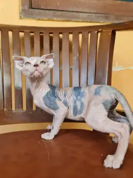 Kuving sphynx betina levkoy kitten